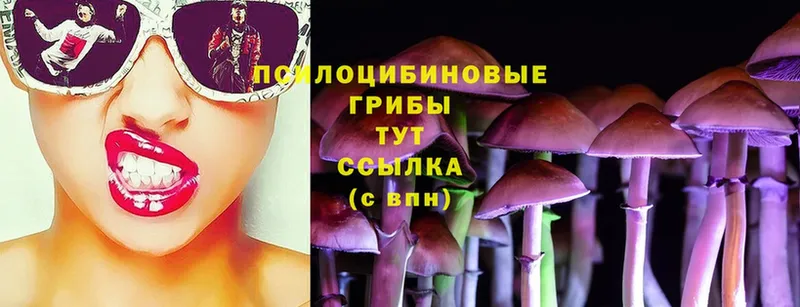 Галлюциногенные грибы Psilocybine cubensis  Ессентуки 